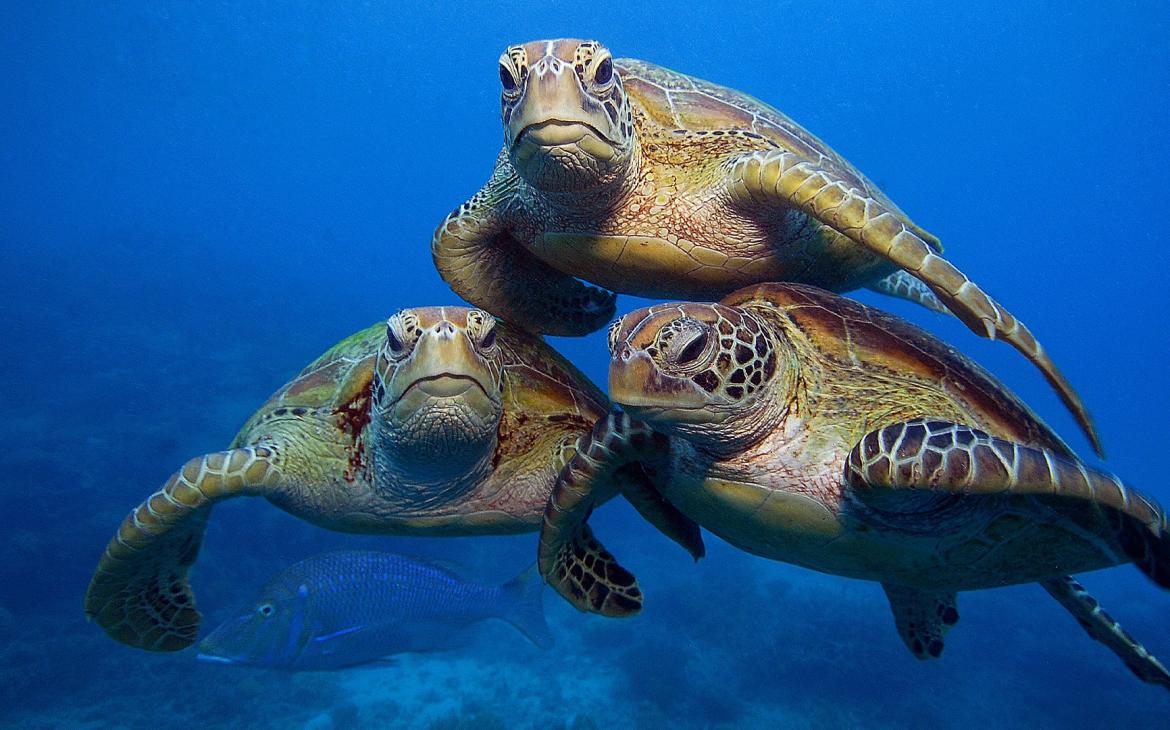 Trois tortues vertes (Chelonia mydas) nagent dans la grande barrière de corail 