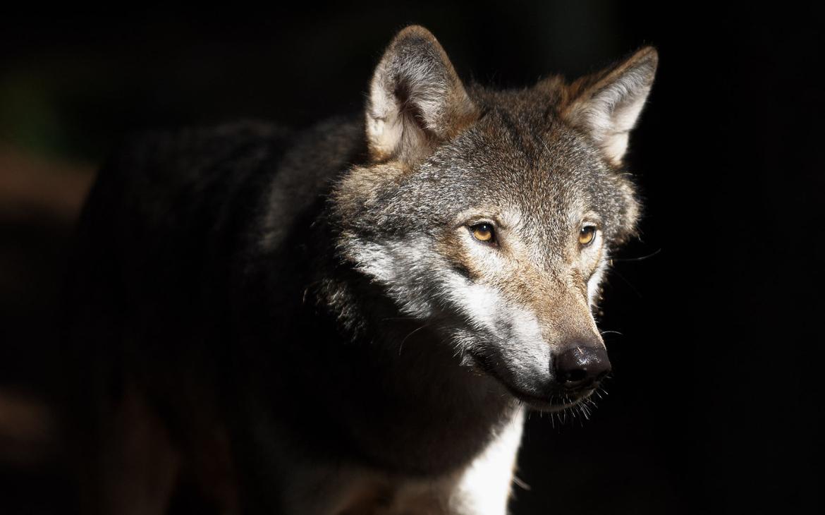 Loup dans un fond sombre