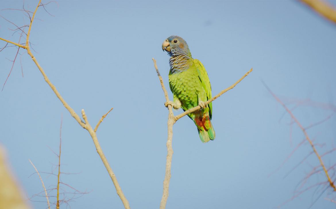 Un perroquet vert est perché sur une branche.