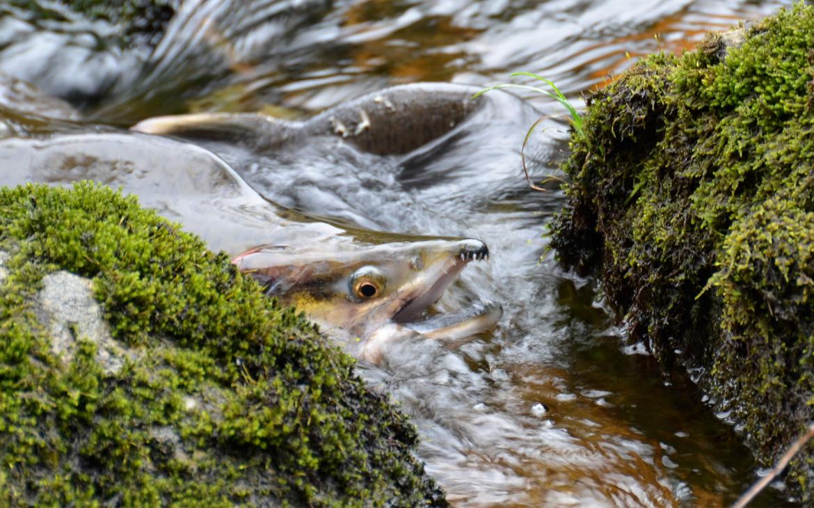 Un saumon (Oncorhynchus) sort sa tête de la rivière au Canada.