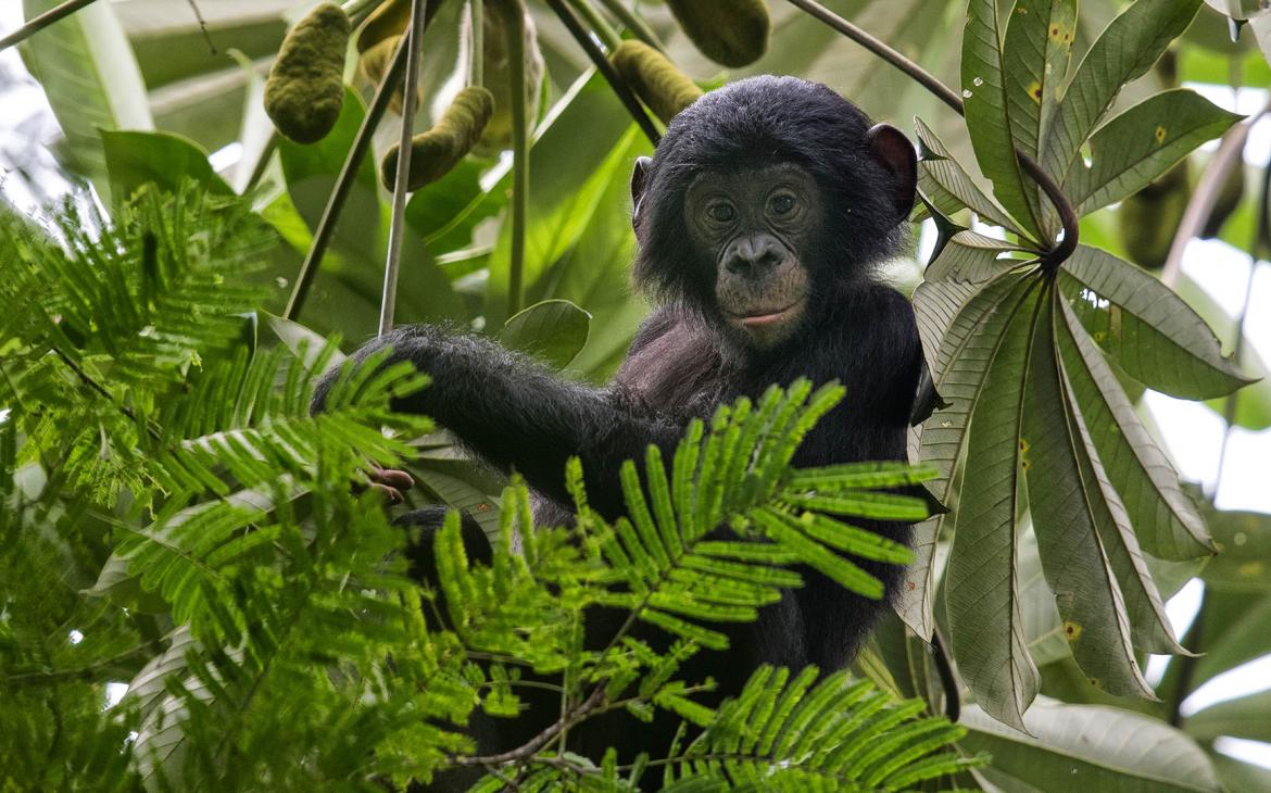 Un chimpanzé (Pan troglodytes) est au milieu de feuilles dans un arbre.