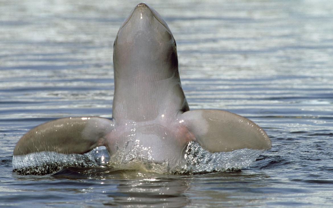 Un dauphin d'Irrawaddy (Orcaella brevirostris) sort de l'eau.