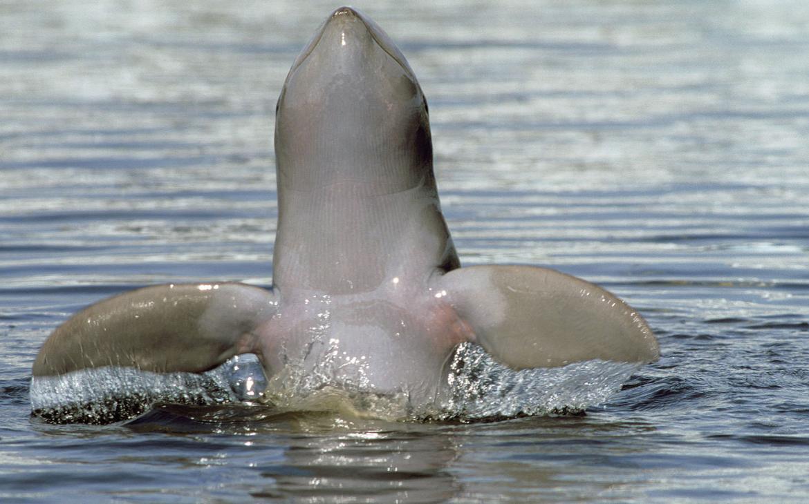 Un dauphin d'Irrawaddy (Orcaella brevirostris) sort de l'eau. 