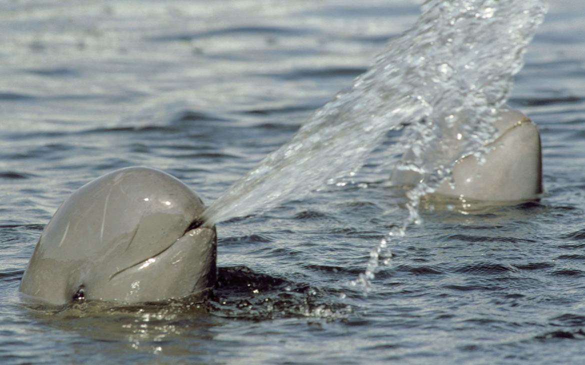 Deux dauphins d'Irrawaddy (Orcaella brevirostris) sont dans l'eau. 