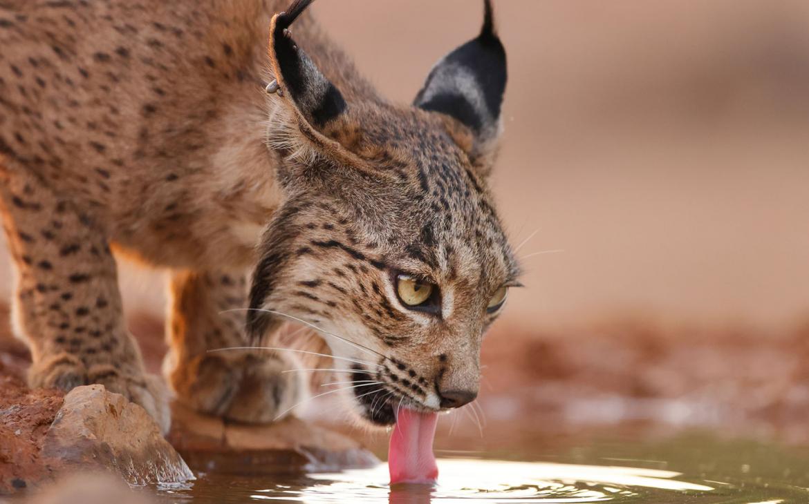 Un lynx ibérique (Lynx pardinus) en train de boire de l'eau.