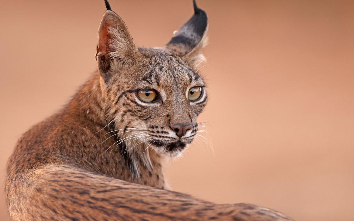 Portrait d'un lynx ibérique (Lynx pardinus). 