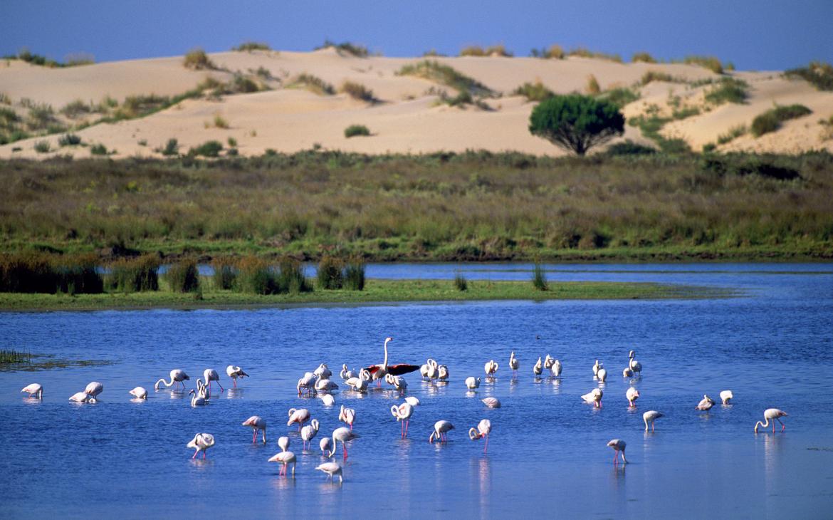 Des flamants roses (Phoenicopterus ruber) dans le Parc national du Coto Donana, Espagne.