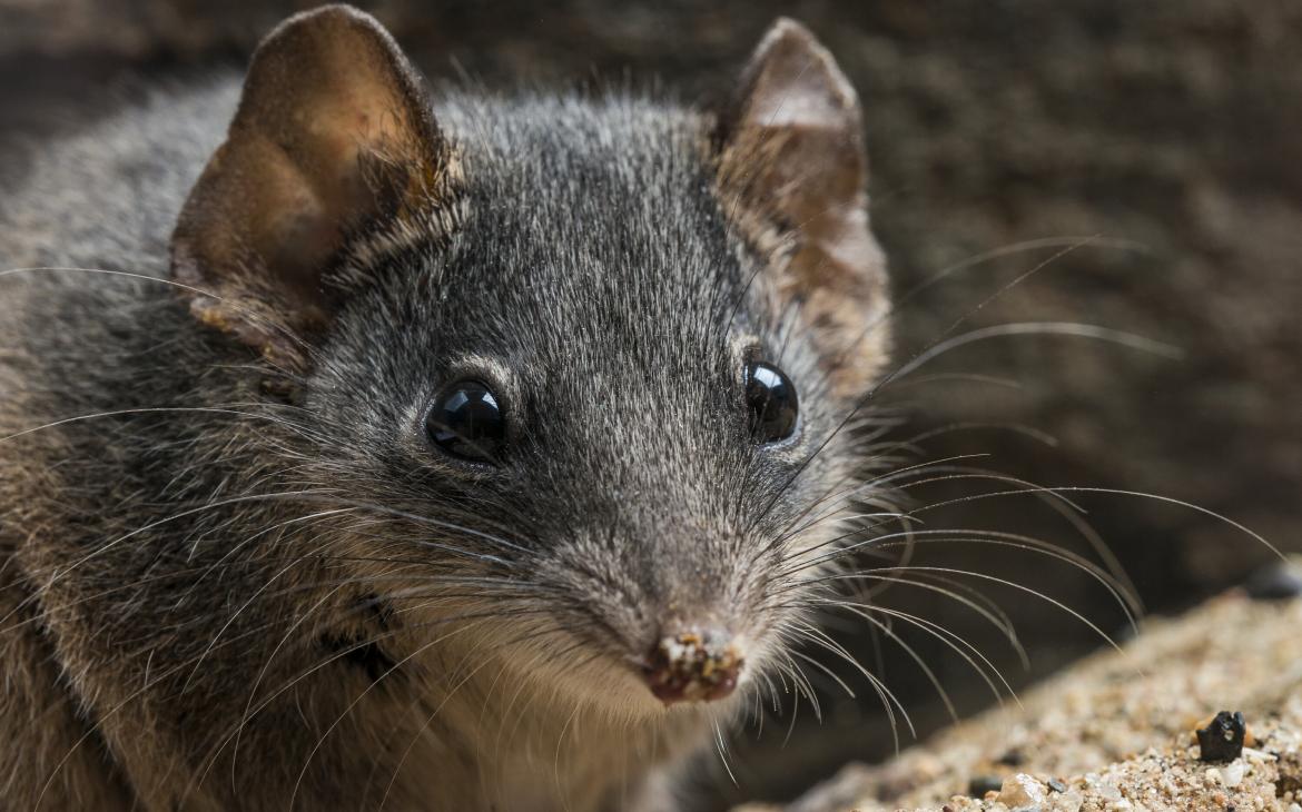 Un marsupial à tête argentée (siver haed antechinus) 