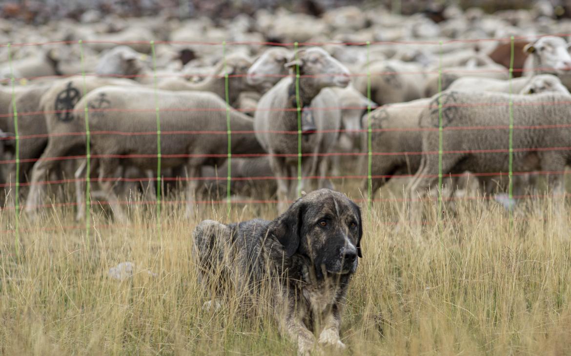 Un chien gardant un troupeau de moutons