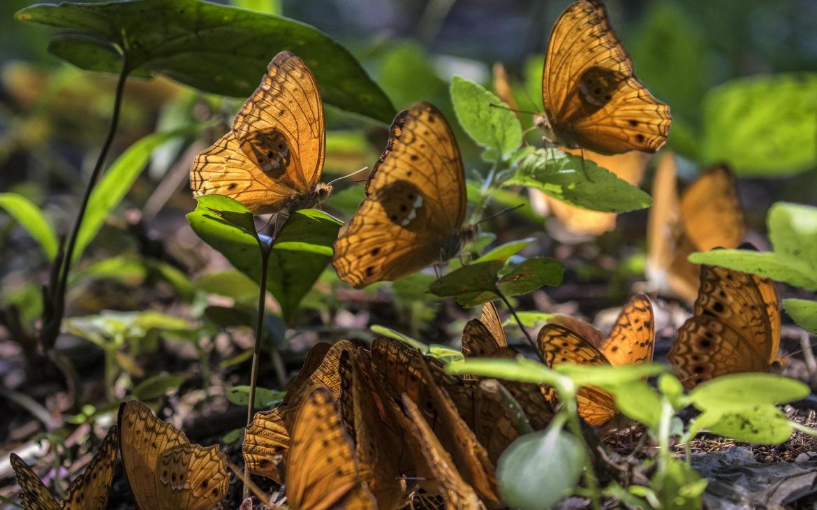Des papillons sur le sol du parc du Salonga en République Démocratique du Congo