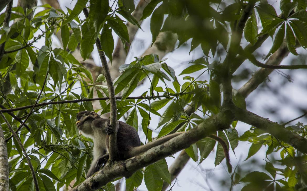 Un singe à queue rouge dans le parc du Salonga, en République démocratique du Congo