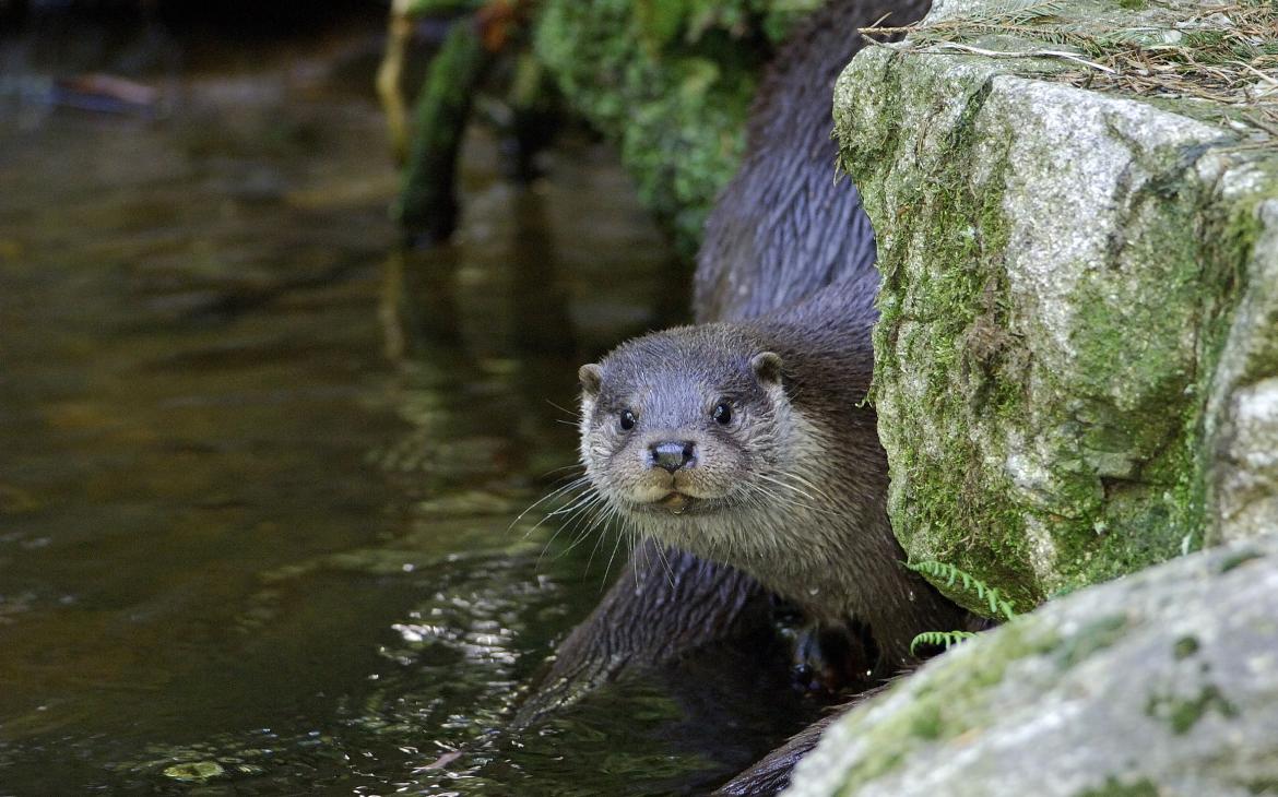 Une loutre dans la réserve de biosphère Mur-Drave-Danube, premier site européen de l’UNESCO