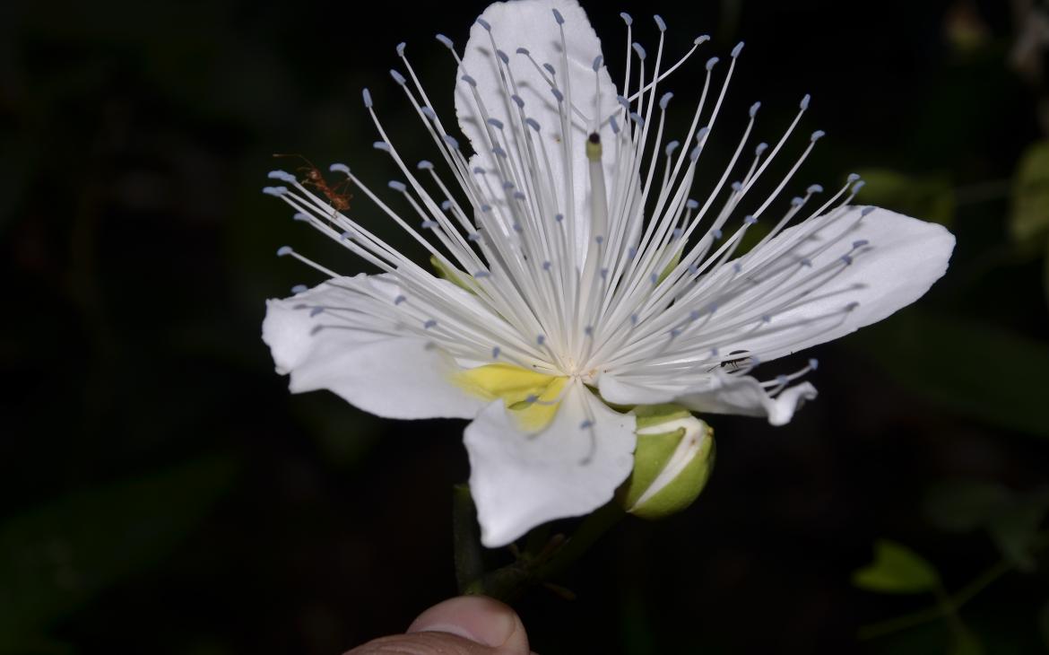 Capparis macrantha