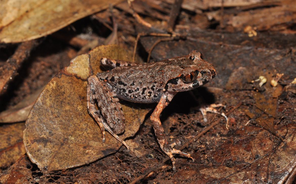 Leptobrachella neangi, Cardomom leaf-litter frog