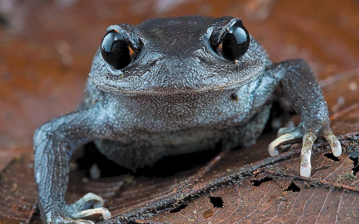 Leptobrachium lunatum, crescent moon spadefoot frog