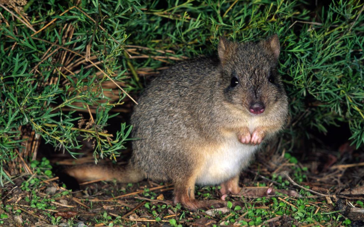 Bettongia penicillata