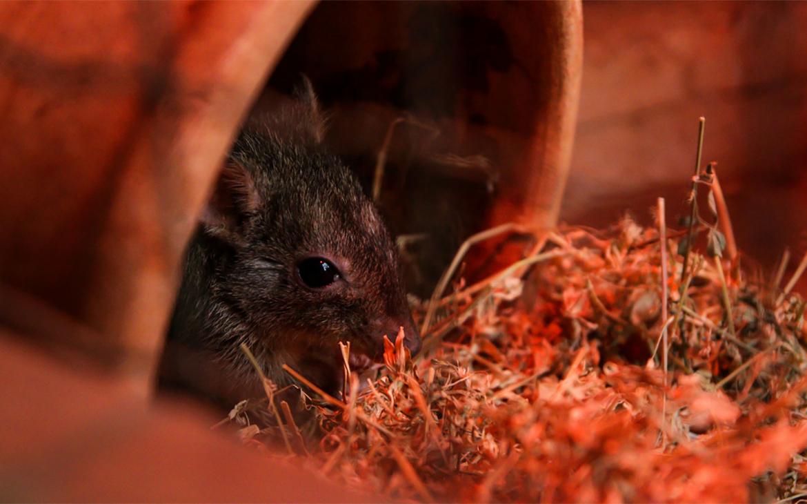 Bettongia penicillata