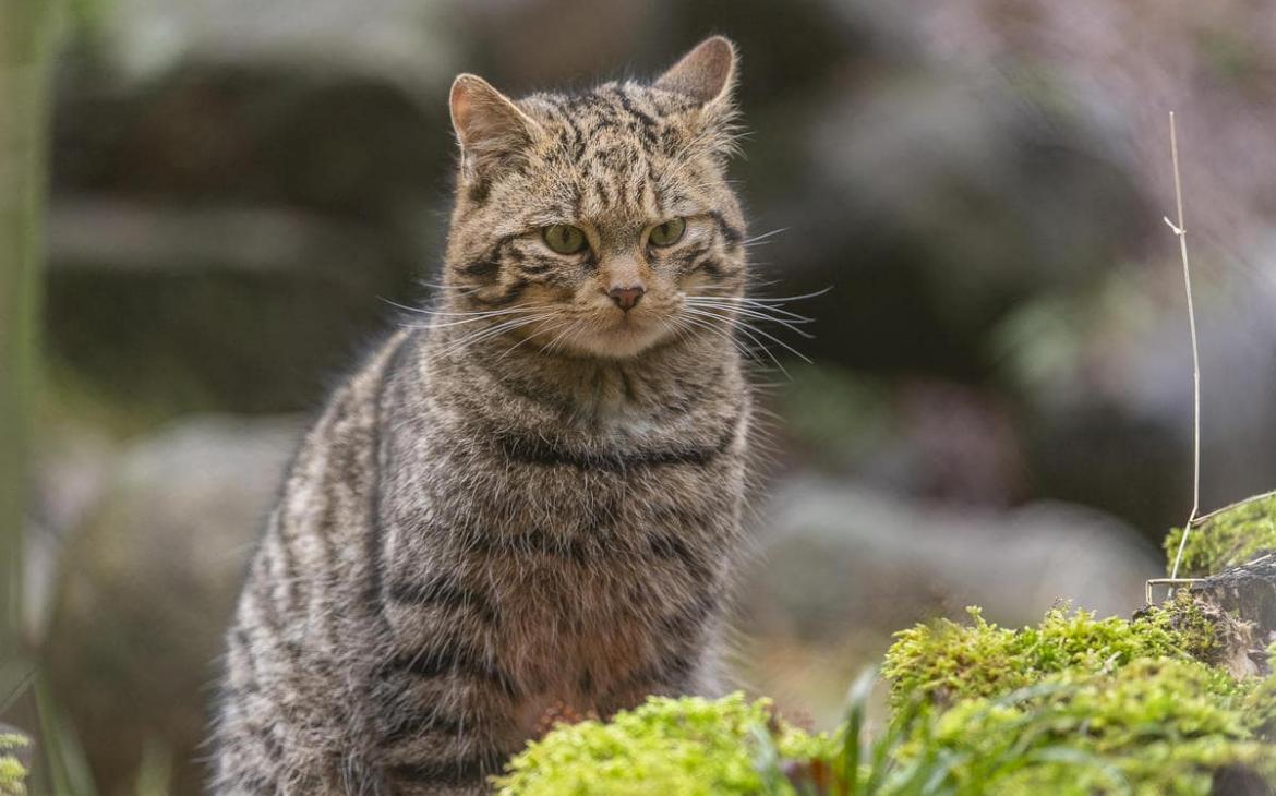 Felis silvestris