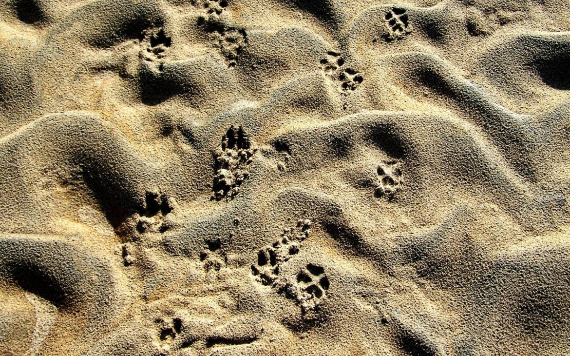 Traces de pattes dans le sable de la rivière Drava