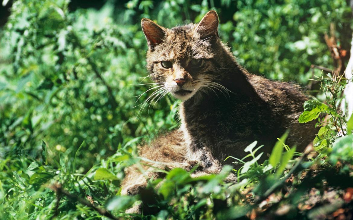 Felis silvestris 