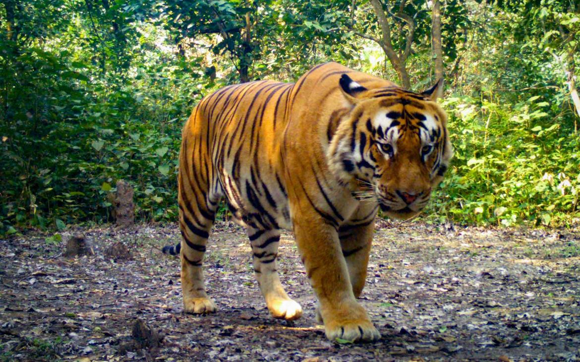 Tigre photographié avec une caméra trap