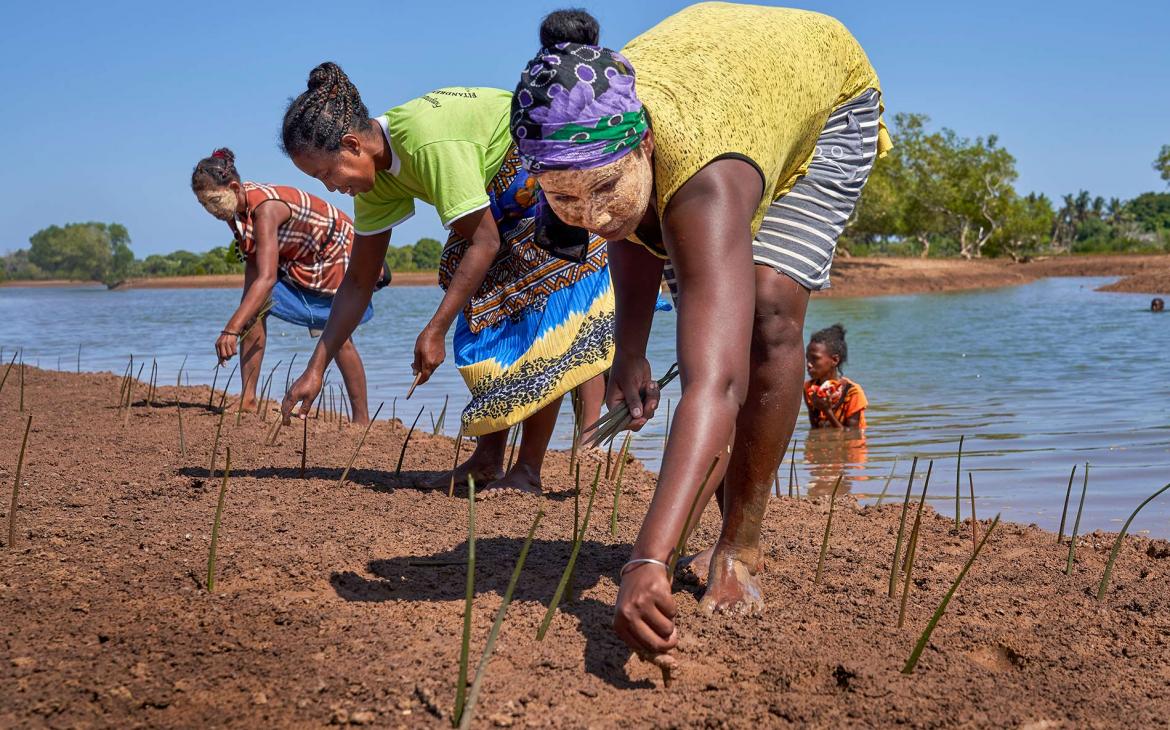 Plantation de mangrove à Madagascar