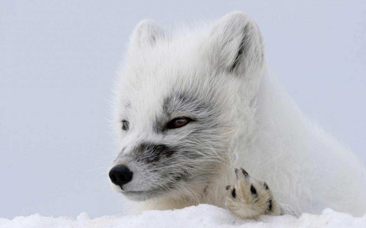 Heureux événement chez le renard d’Arctique