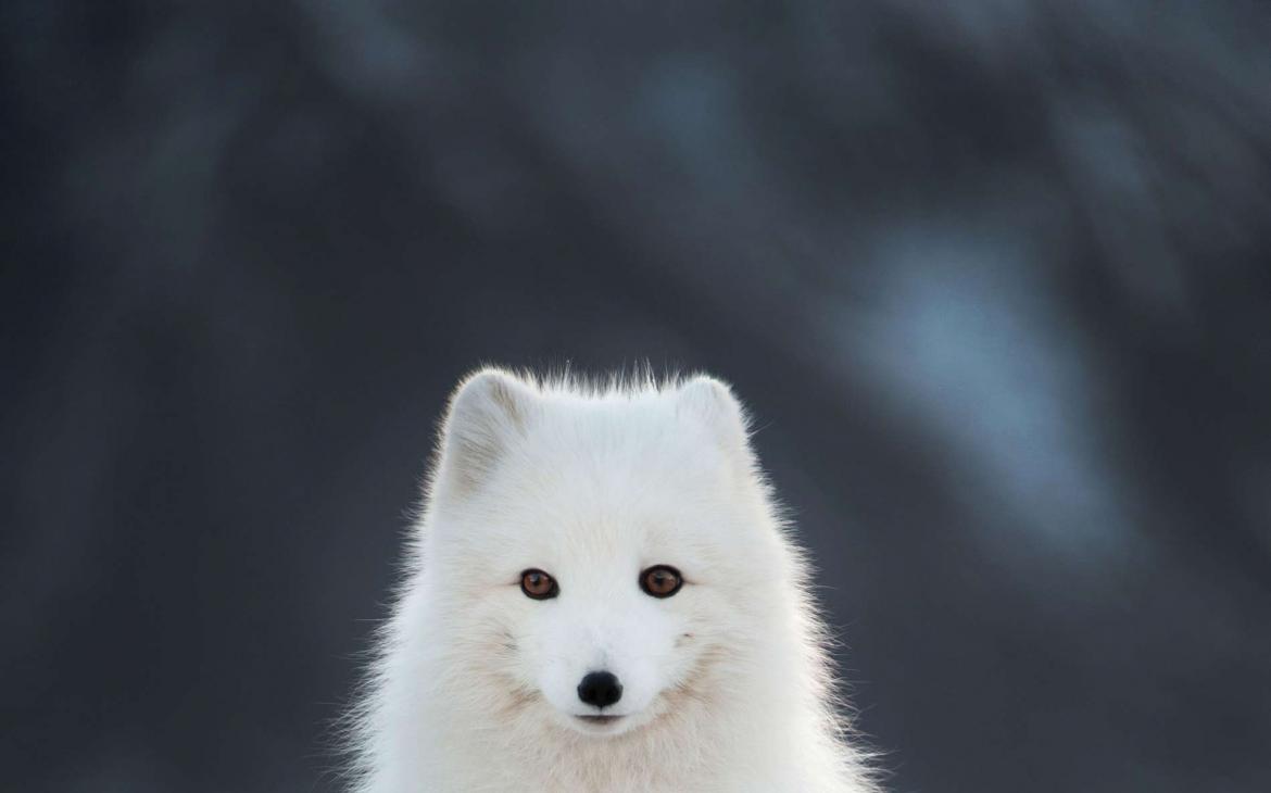 Heureux événement chez le renard d’Arctique