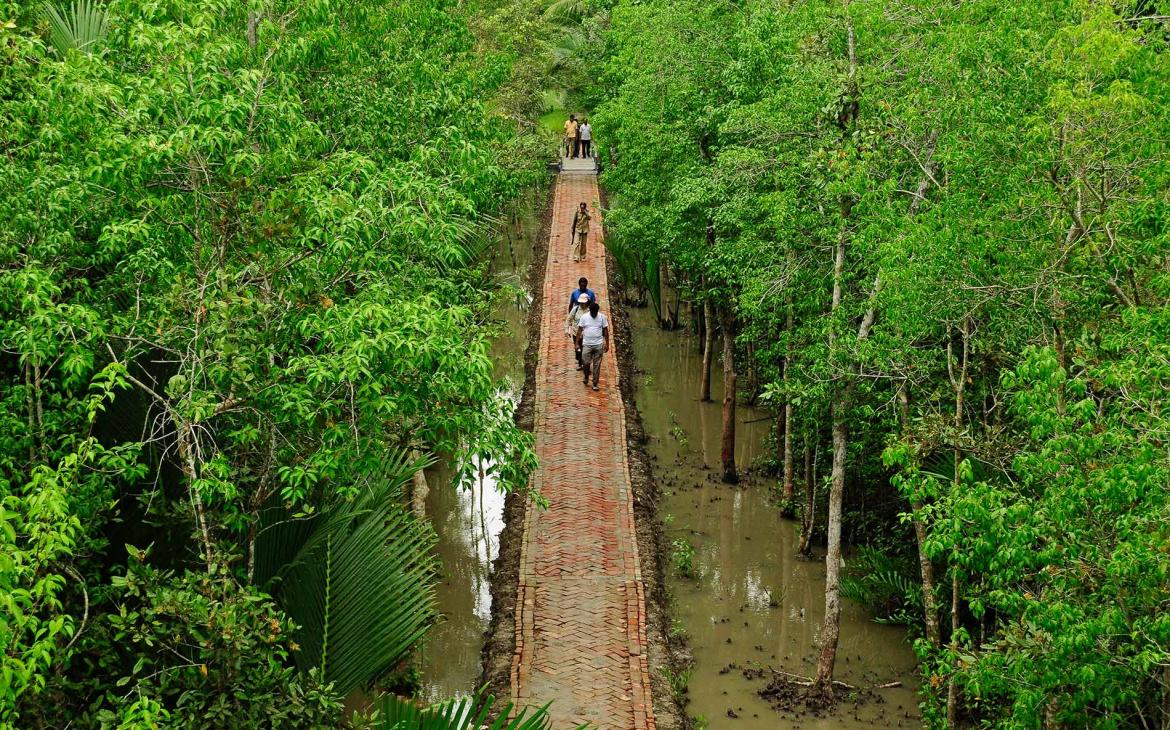 Personnes traversant la mangrove dans les Sundarbans