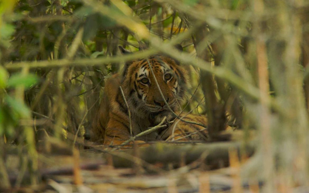Tigre du Bengal