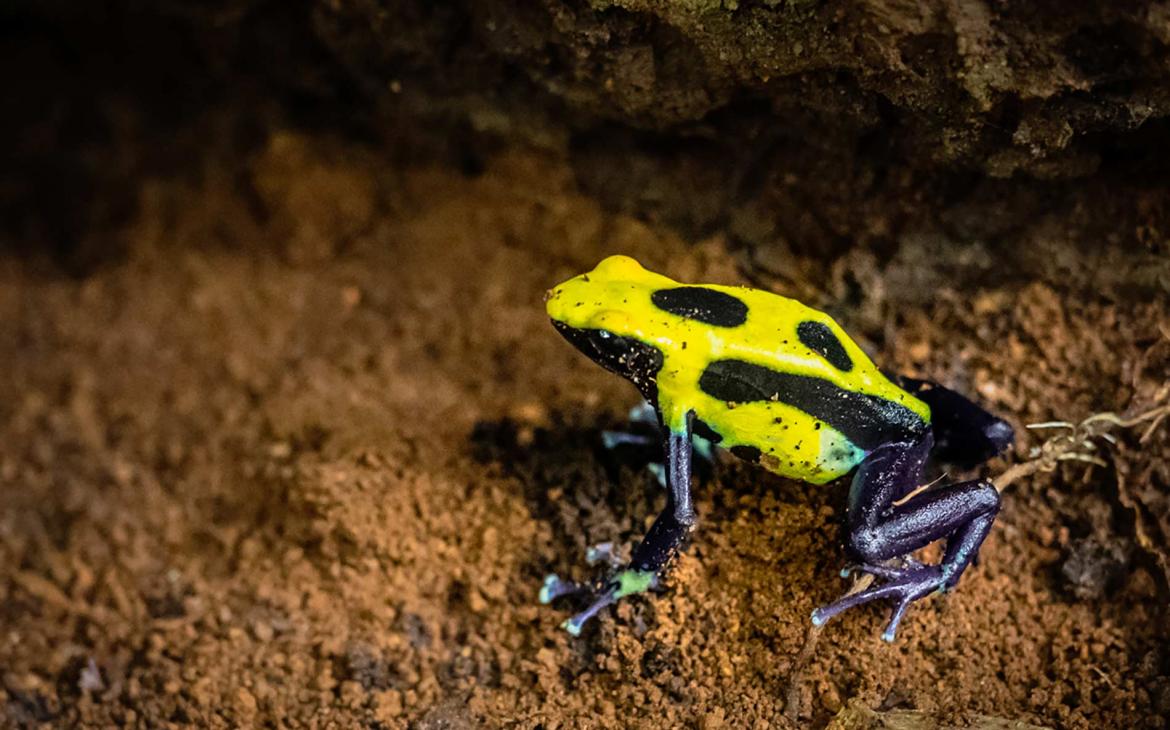 The Guiana Plateau