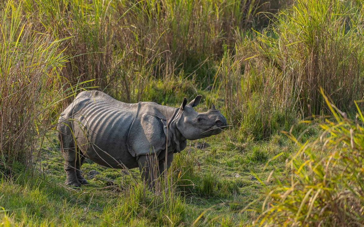 Rhinocéros à une corne en Inde