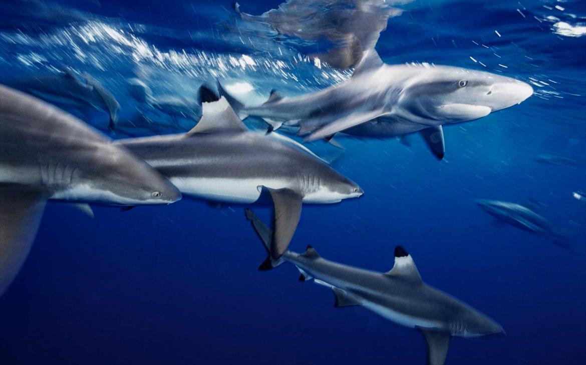 L’horizon s’éclaircit pour pour les requins et les raies