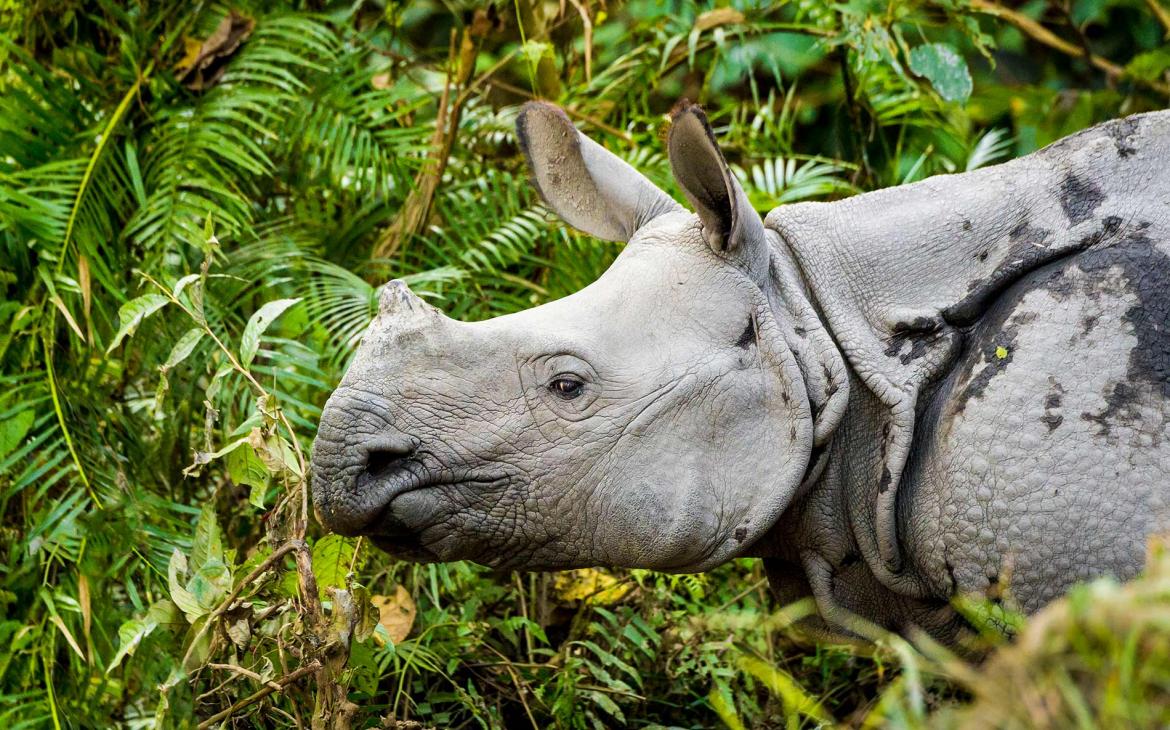 Rhinocéros en Inde
