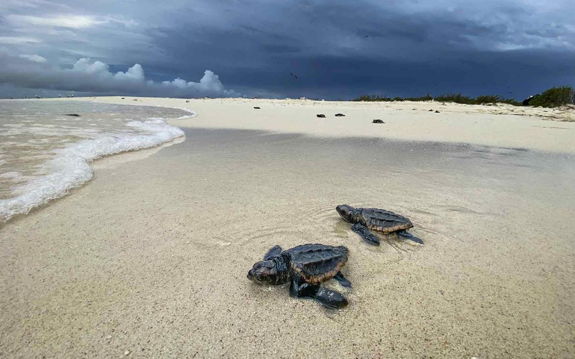 Bébés tortues marines en Nouvelle-Calédonie