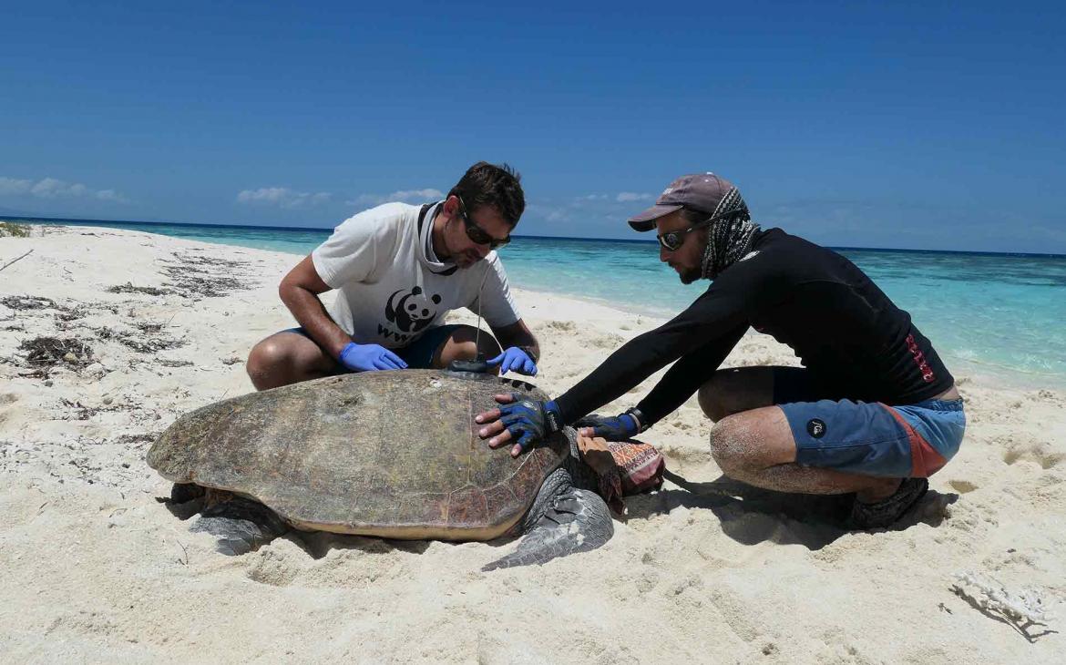 Balisage d'une tortue marine en Nouvelle-Calédonie