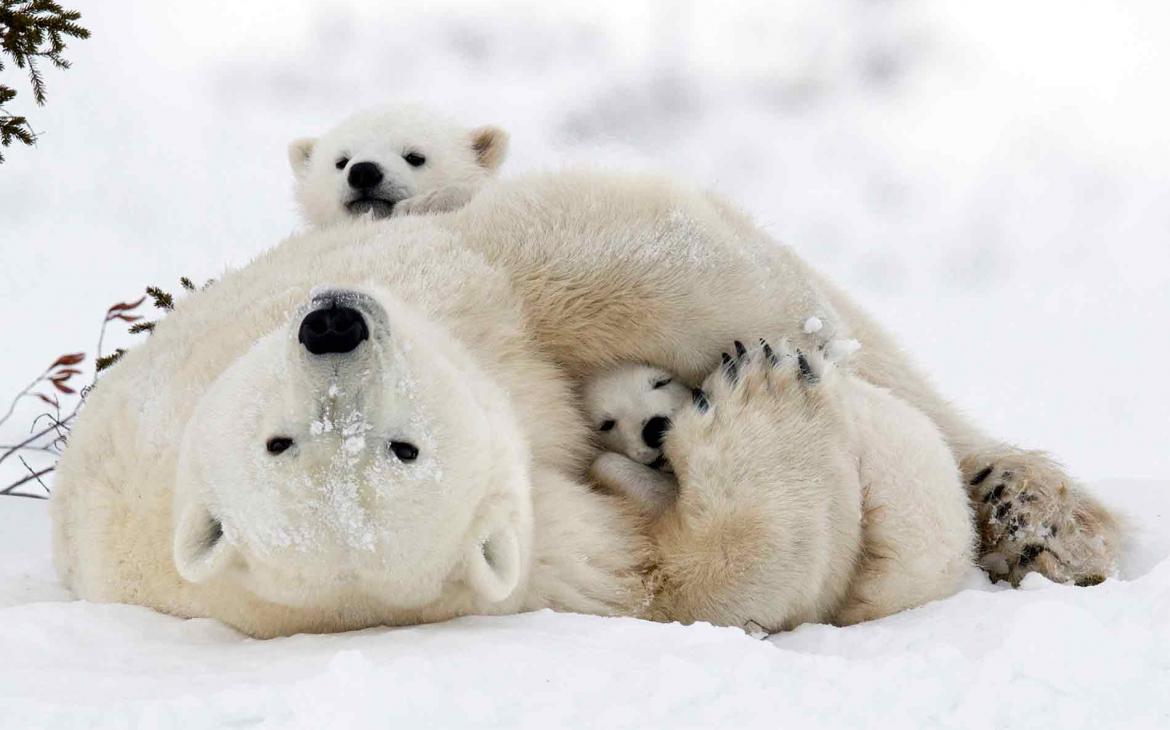 Pour une cohabitation sereine avec les ours polaires