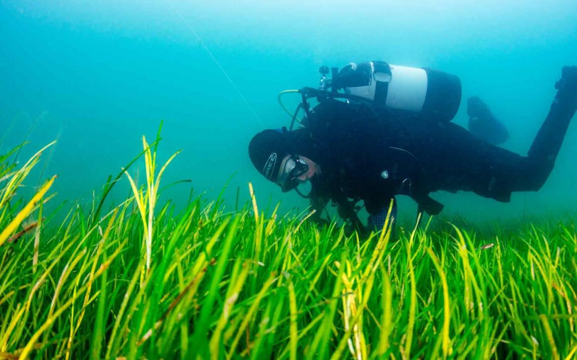 Herbiers sous-marins