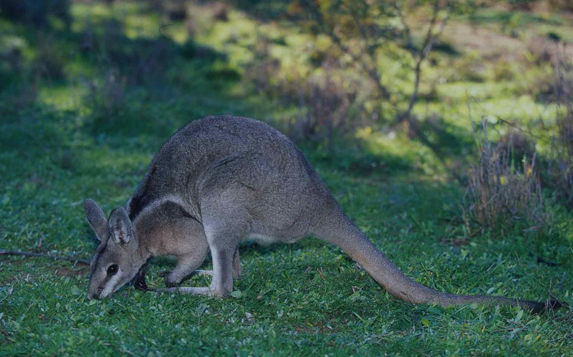 Wallaby en Australie