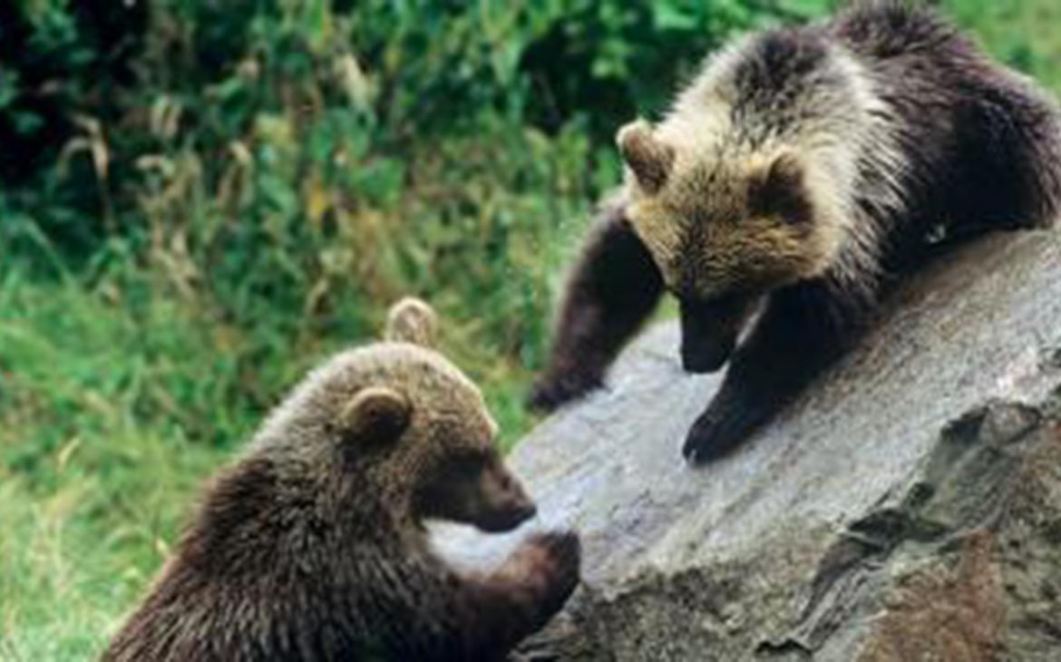 Deux ours sur un rocher 
