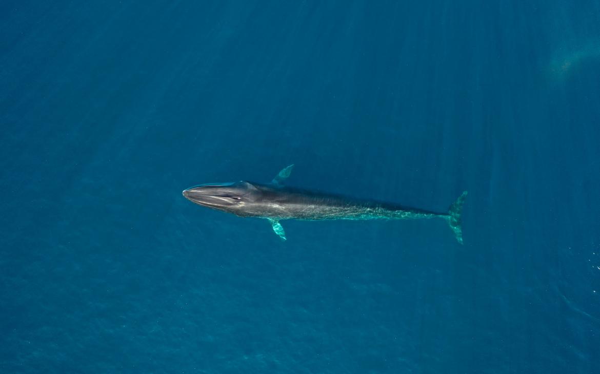 Un rorqual commun vu de haut, sur la mission Cap cétacés