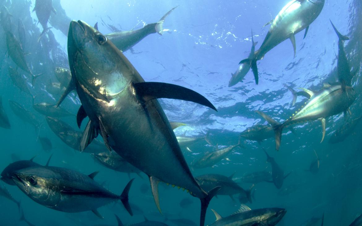Banc de thons albacores dans l'océan Indien 