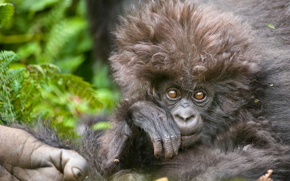 Portrait d'un petit gorille de montagne (Rwanda)