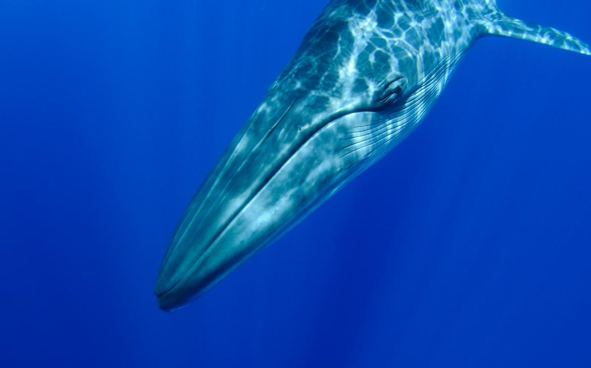 Rorqual commun (Balaenoptera physalus) 
