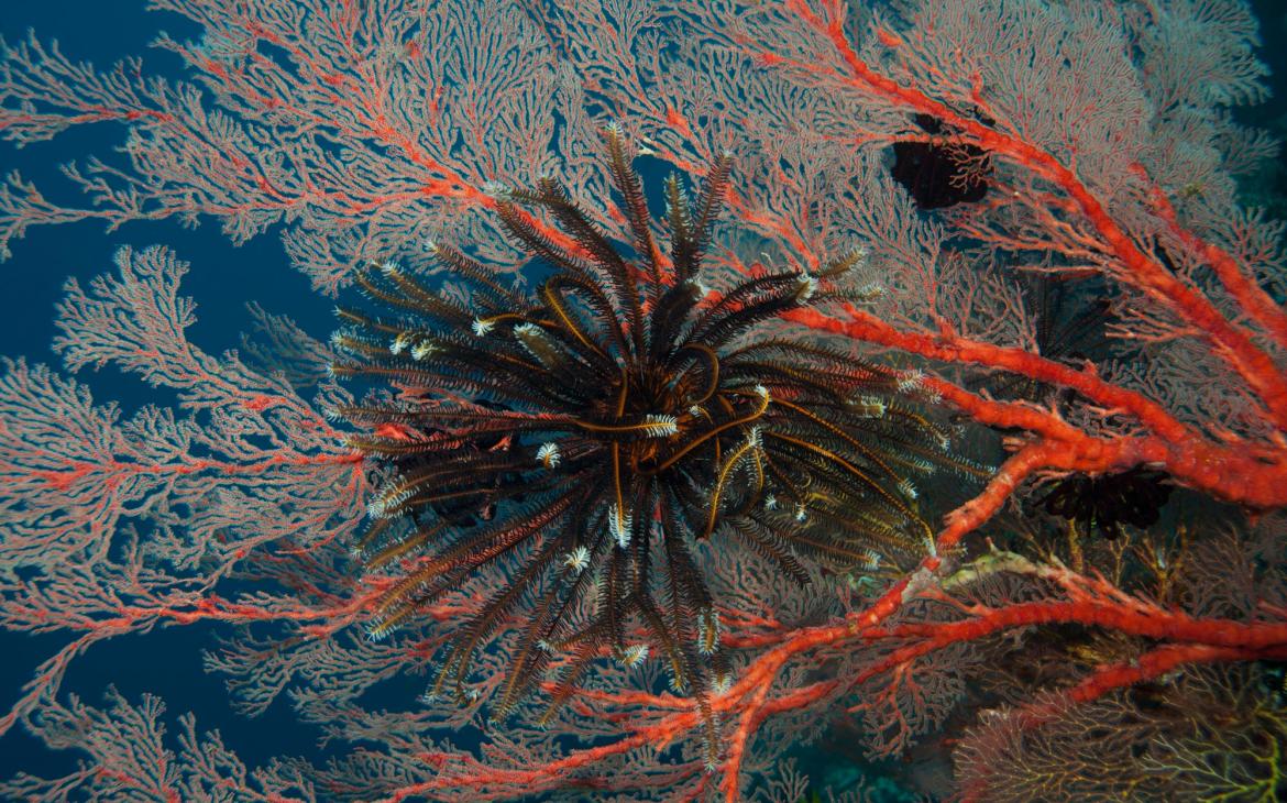 Longue vie aux coraux d'Indonésie - Featherstar on a fan coral