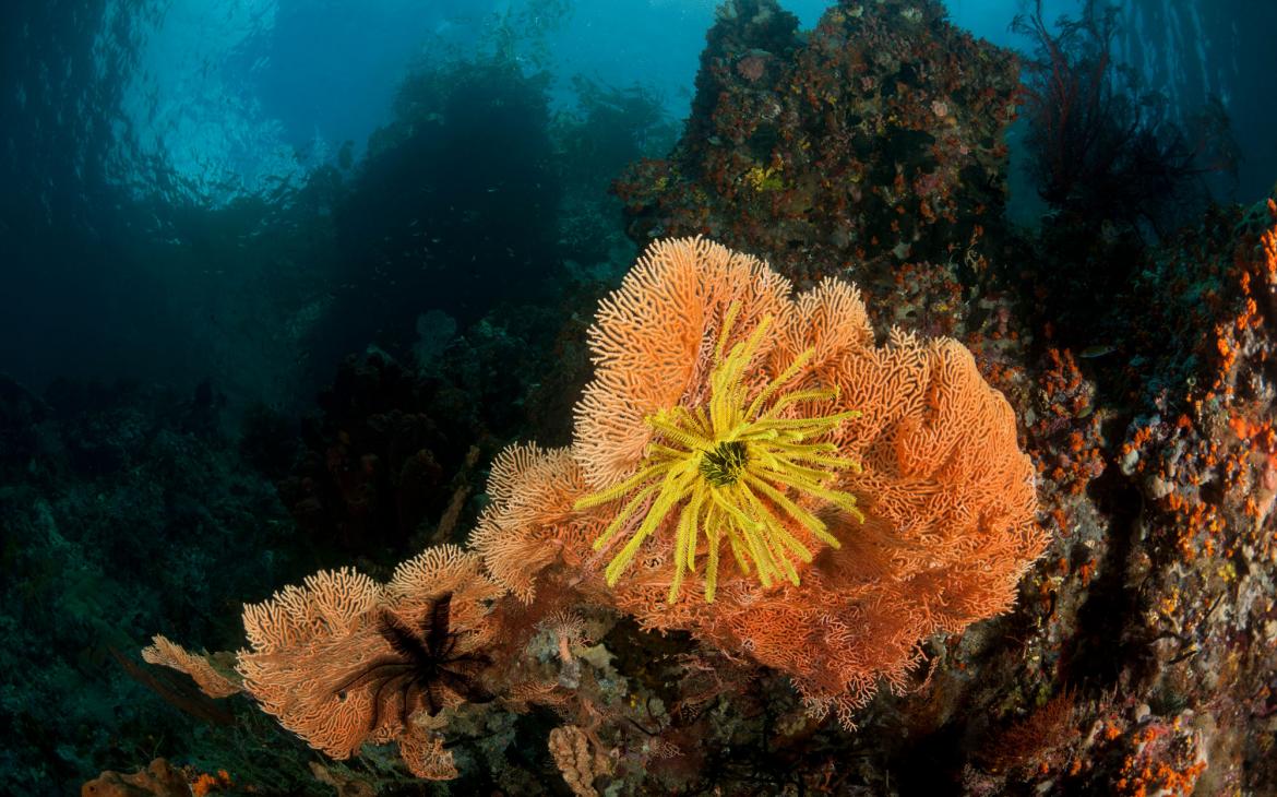 Longue vie aux coraux d'Indonésie - coral indonesia