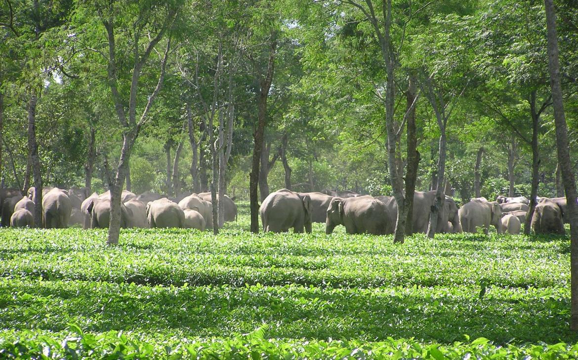 De la confrontation à la cohabitation - elephants d'asie dans un champs de thé