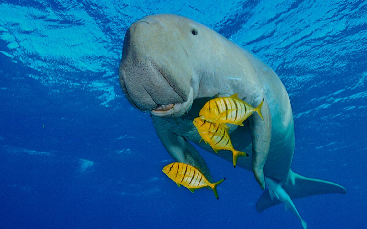 Dugong et poissons