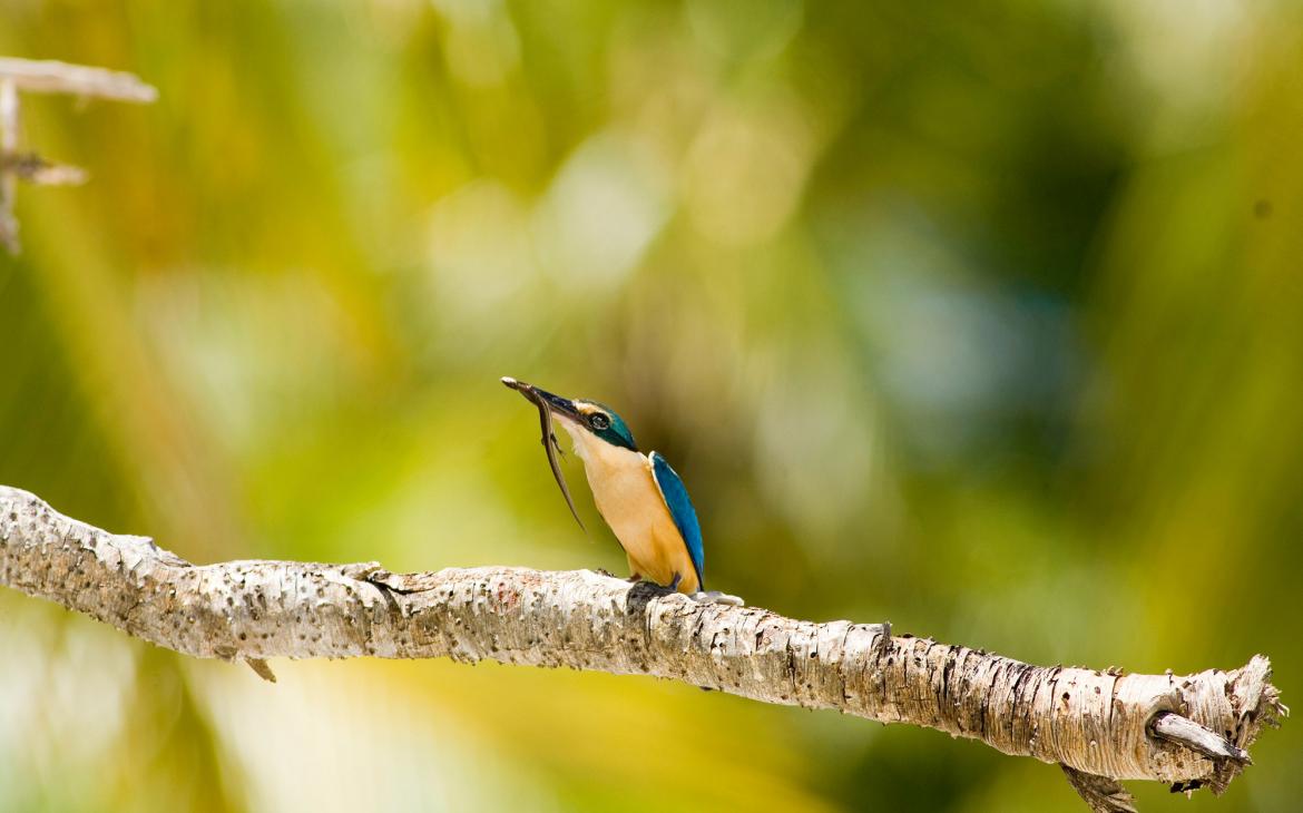 Nouvelle Calédonie - Sacred kingfisher