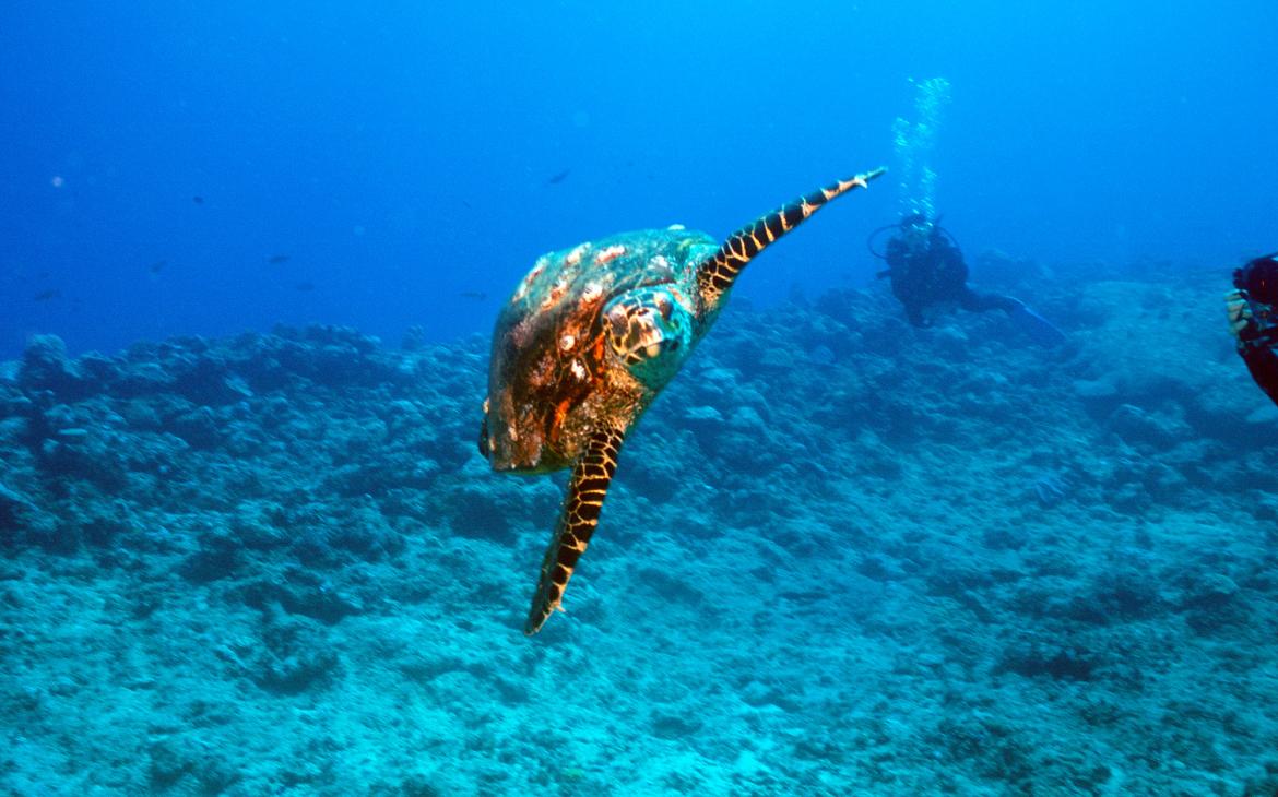 Tortue et plongeur Nouvelle-Calédonie